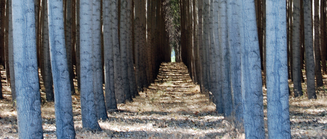 Sustainability Through Technology and Science: State-of-the-Art Sawmill and Plantation Process Fast Growing Timber, Reduce Environmental Impact