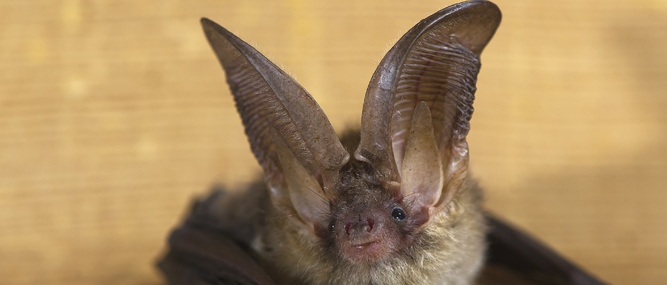 Coming into Focus: Northern Long-Eared Bat ESA Listing Threatens Timber Harvesting Activity